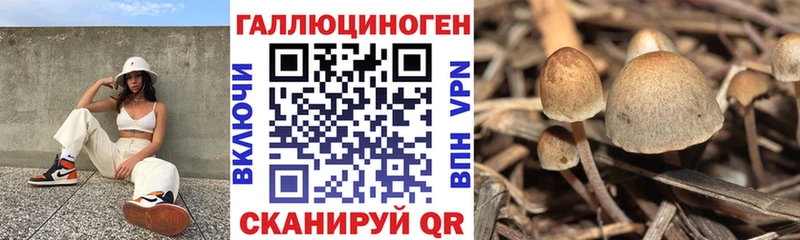 дарнет шоп  Рыльск  площадка какой сайт  Псилоцибиновые грибы мухоморы  мега как войти 